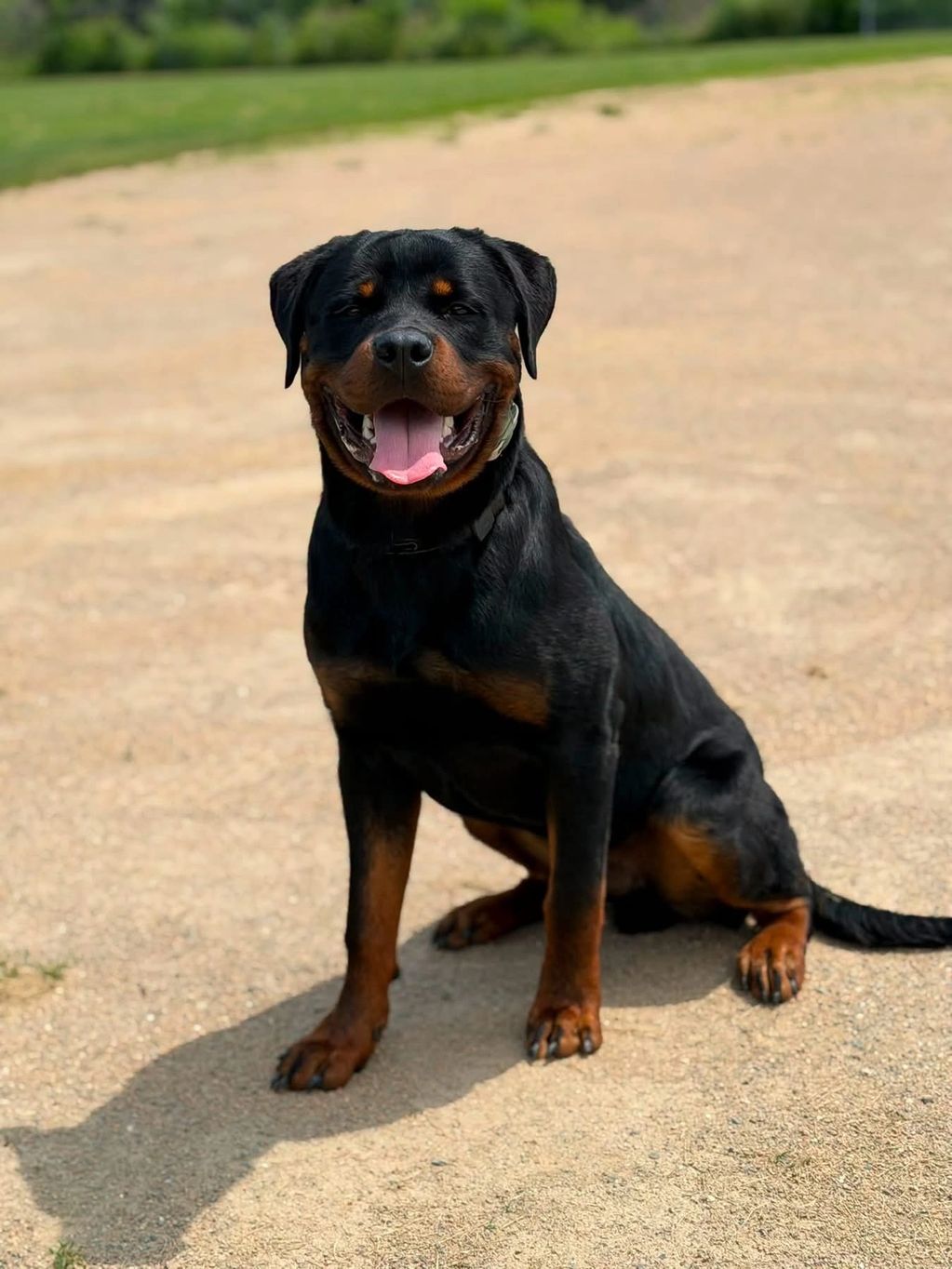Wisdom - 8 month old male Rottweiler 
