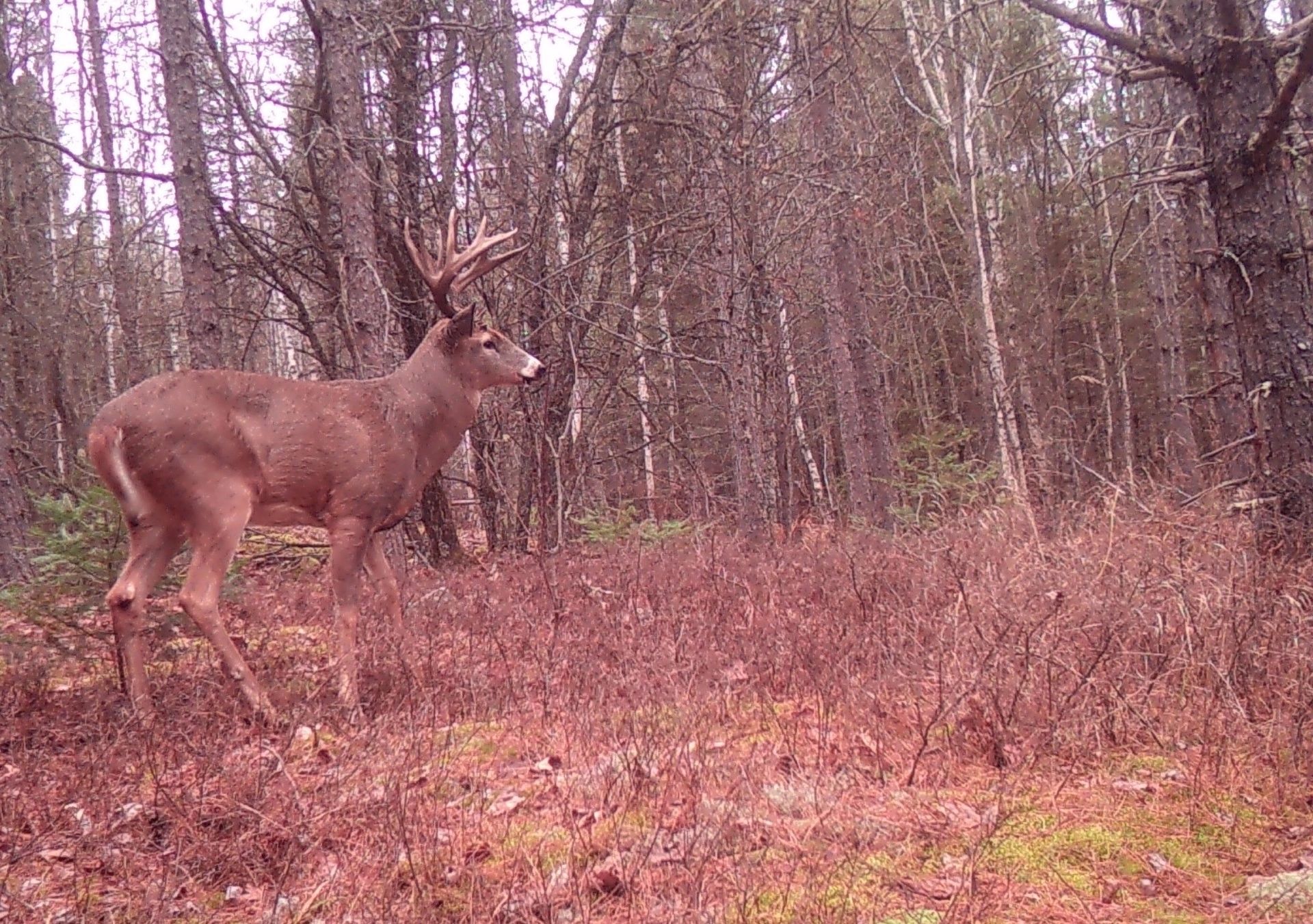 Expert Wildlife Consulting for Sustainable Habitats