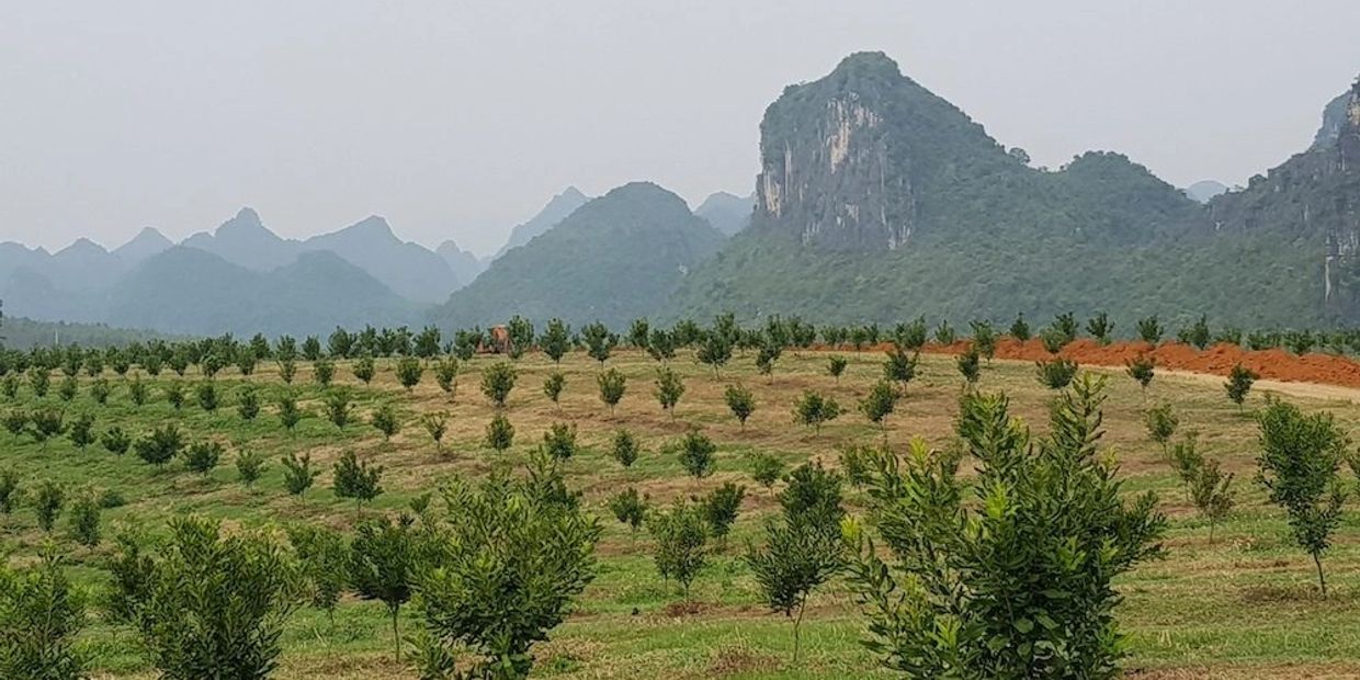 Young trees planted in rows with misty mountains in the background.