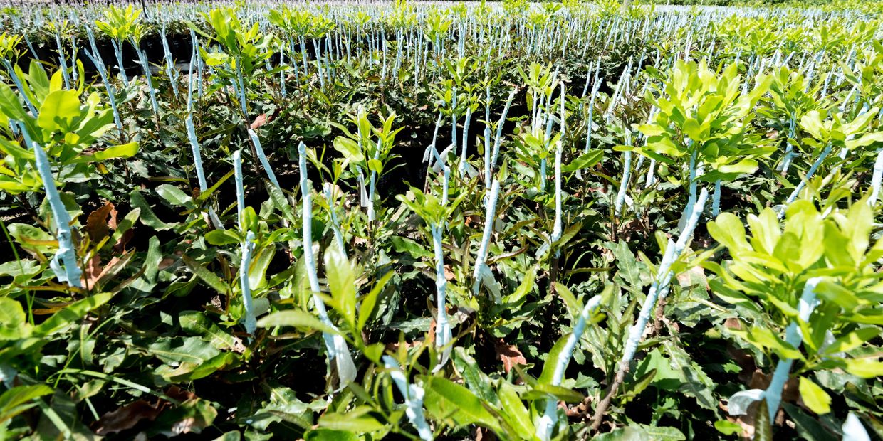 Young plants with wrapped stems growing in a field under sunlight.