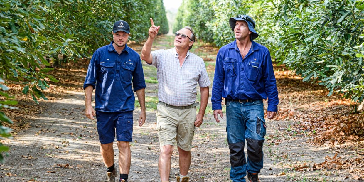 Three men walk through a lush orchard, inspecting the trees.