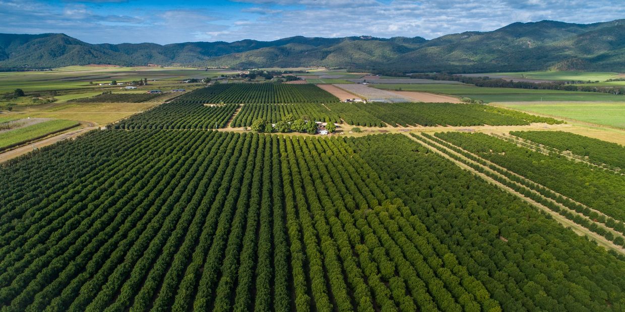 Aerial view of a vast green orchard with mountains in the background.
