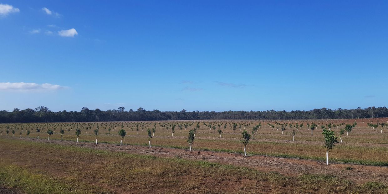 Young trees planted in rows under a clear blue sky.