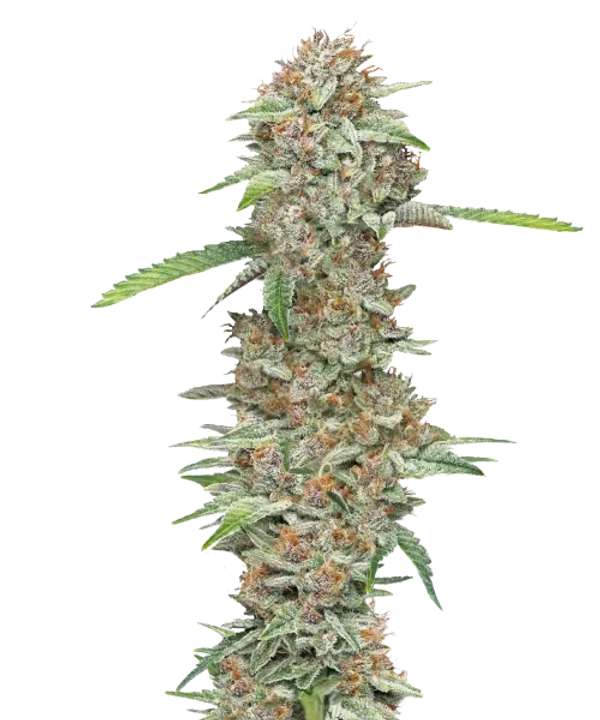 Cannabis weed seeds for sale