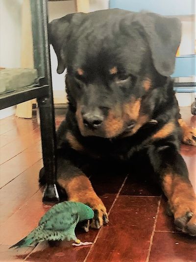 Rottweiler looking at a bird.