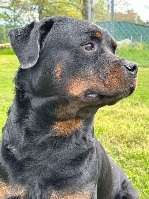 Shogun Sire AKC registered