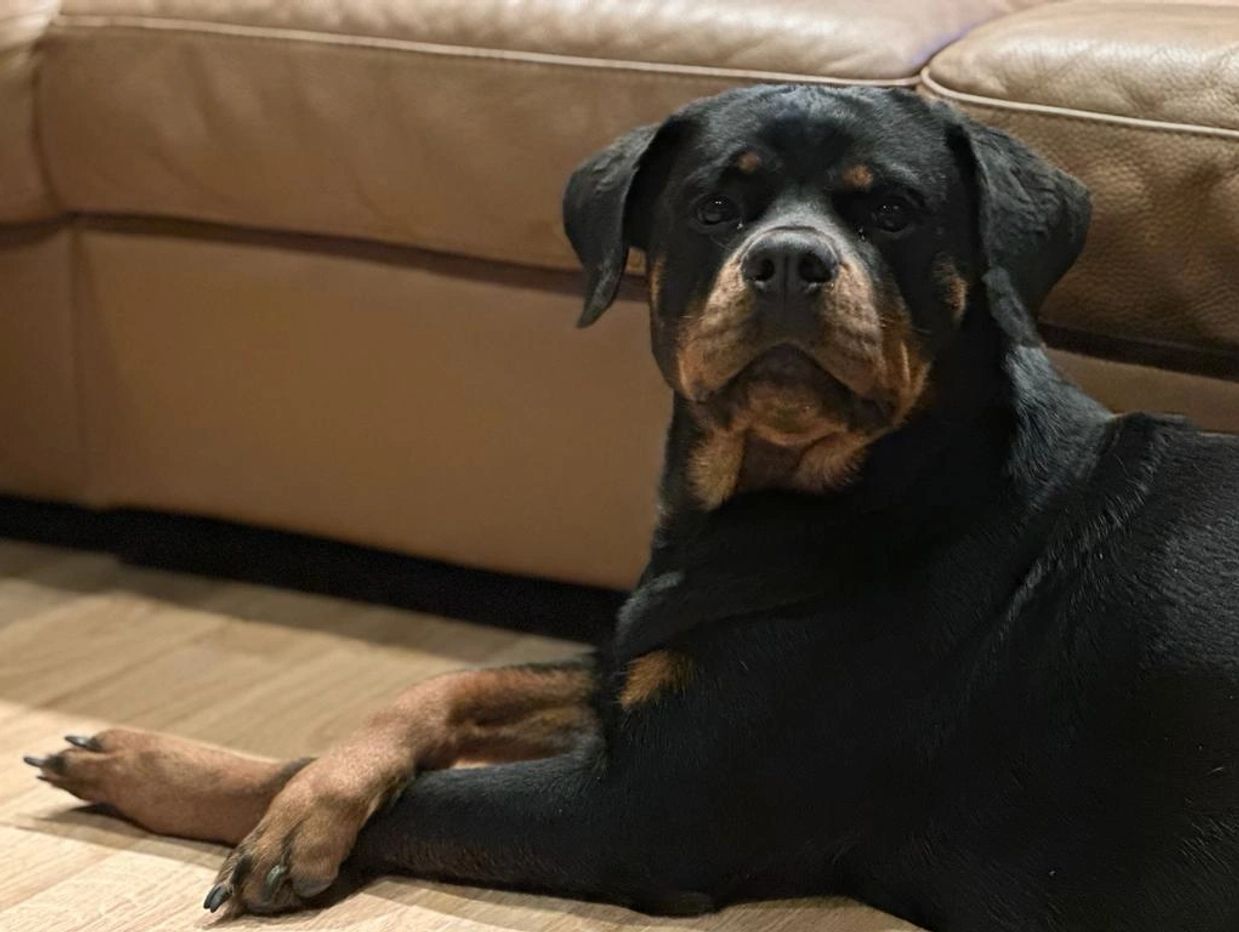 Rottweiler AKC 