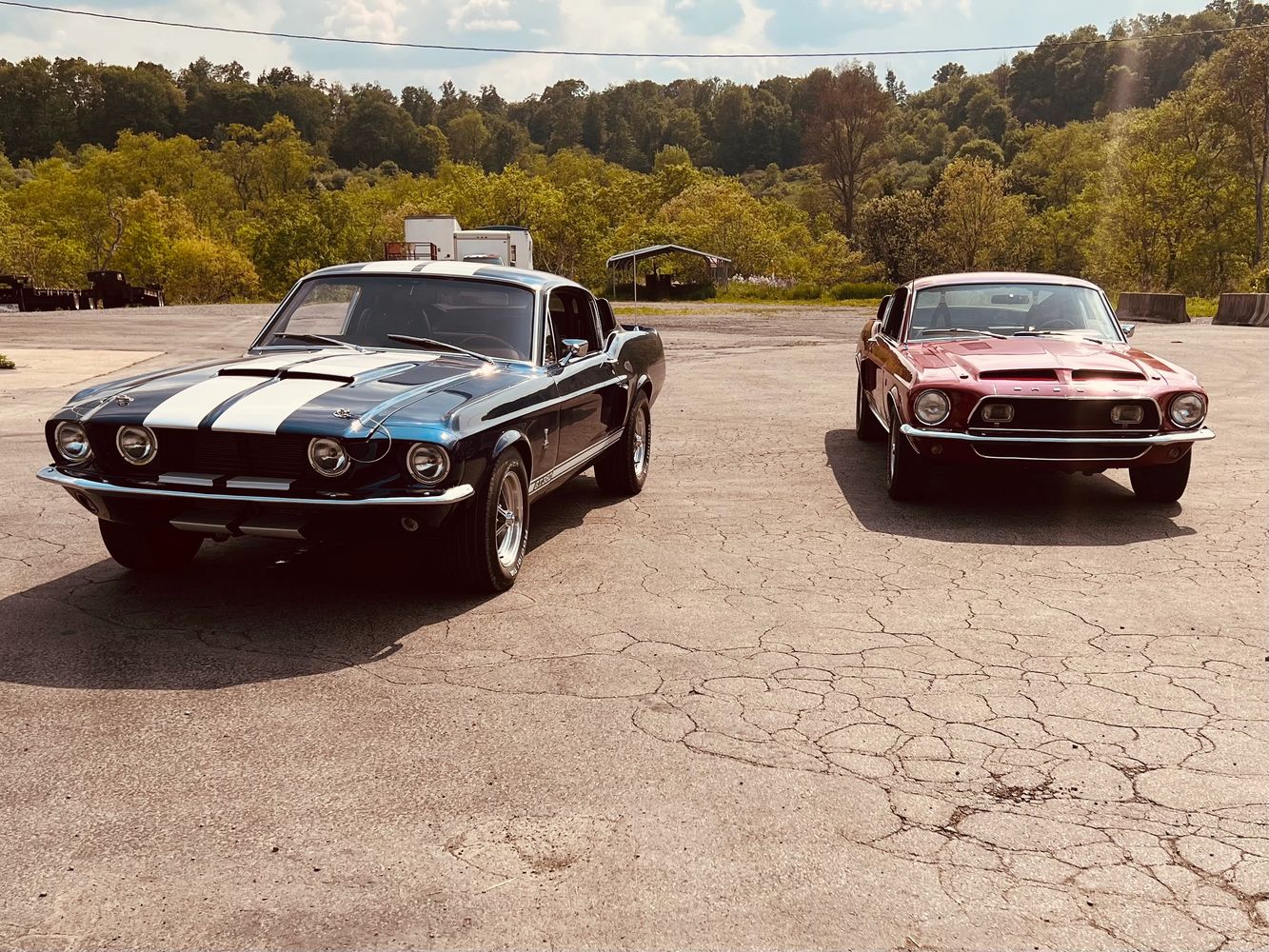 1967 Shelby GT350 and 1968 Shelby GT500