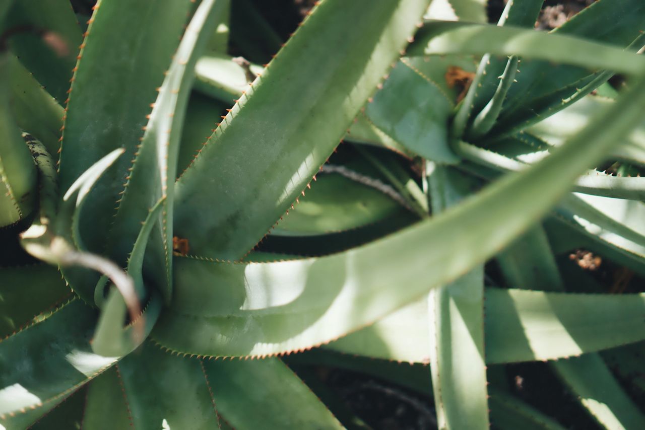 LOS SIGUIENTES - AGAVES