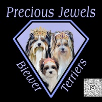 Precious Jewels Biewer Terriers