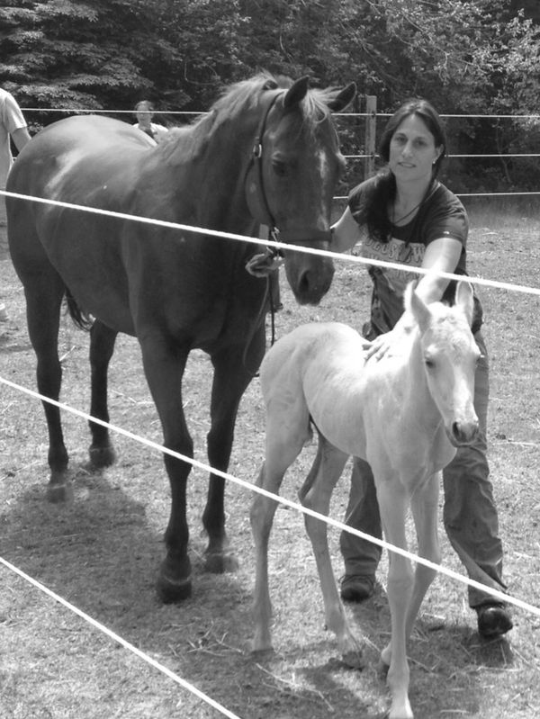 A veterinarian is guiding  a bay horse and a white foal in a fenced area.