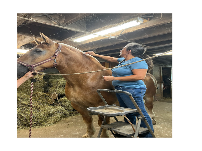 A veterinarian is cleaning an area for injection on the neck of a large horse in a barn.