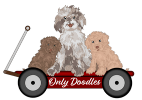 Welcome to only doodles llc
660-654-2922 