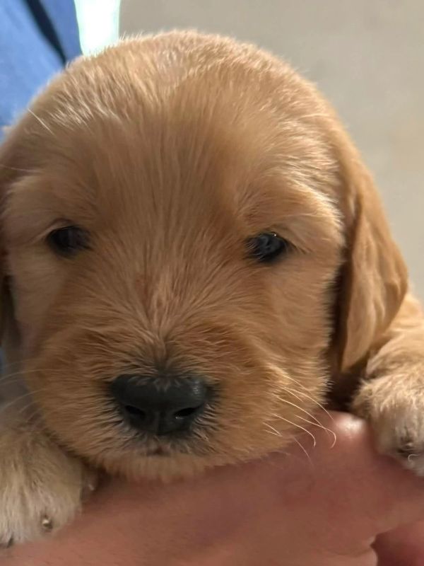 Close-up of an adorable golden retriever puppy.