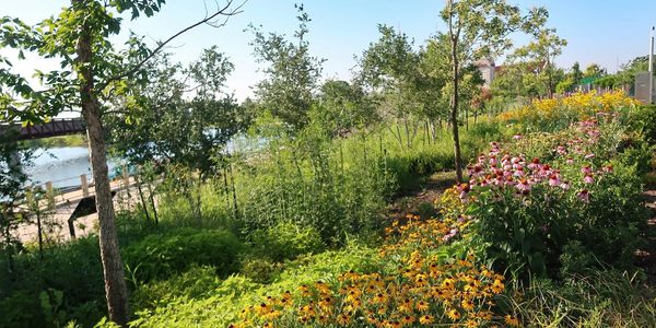 Oklahoma landscape architect native plants design, pollinator garden, wildlife habitat, Scissortail
