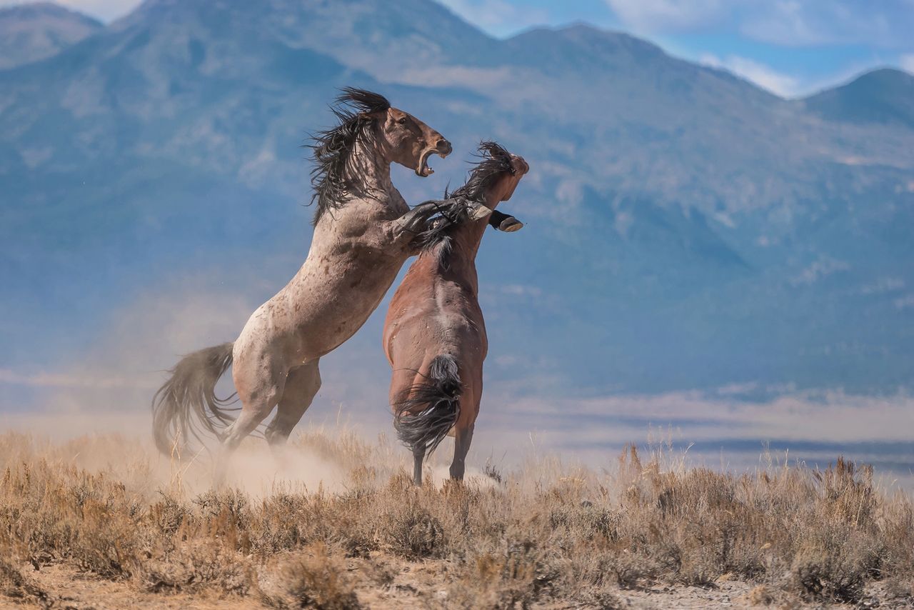 How many wild horses are left in the world