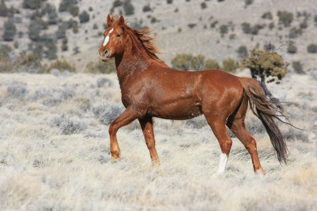 How many wild horses are left in the us