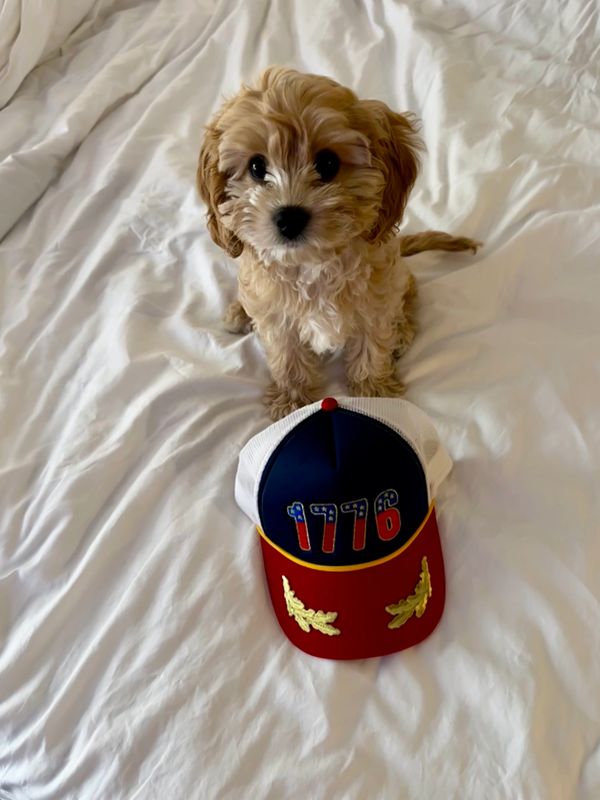 Cute puppy sitting behind a 1776 cap on a white bed.