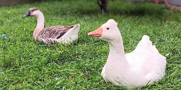 Two geese resting in the grass