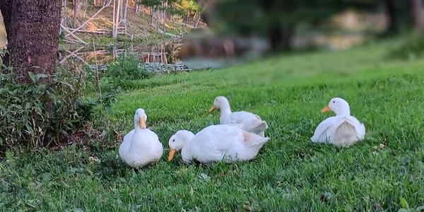 Pekin Ducks