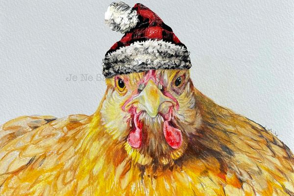 Margie, my Buff Orpington hen in a hat.