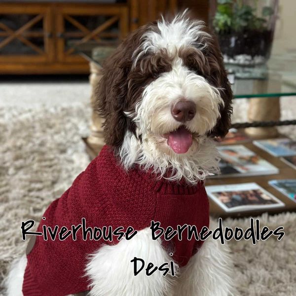 Chocolate colored Riverhouse Bernedoodle wearing a festive sweater and smiling at the camera
