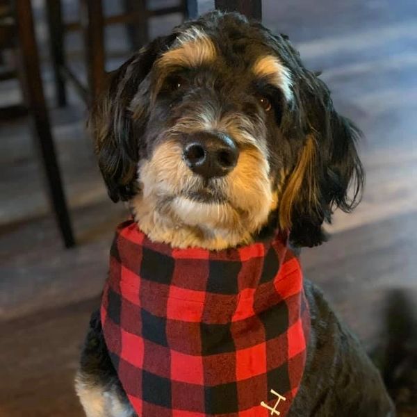 Black phantom F1 Bernedoodle located near Pittsburgh Pennsylvania wearing a plaid bandana