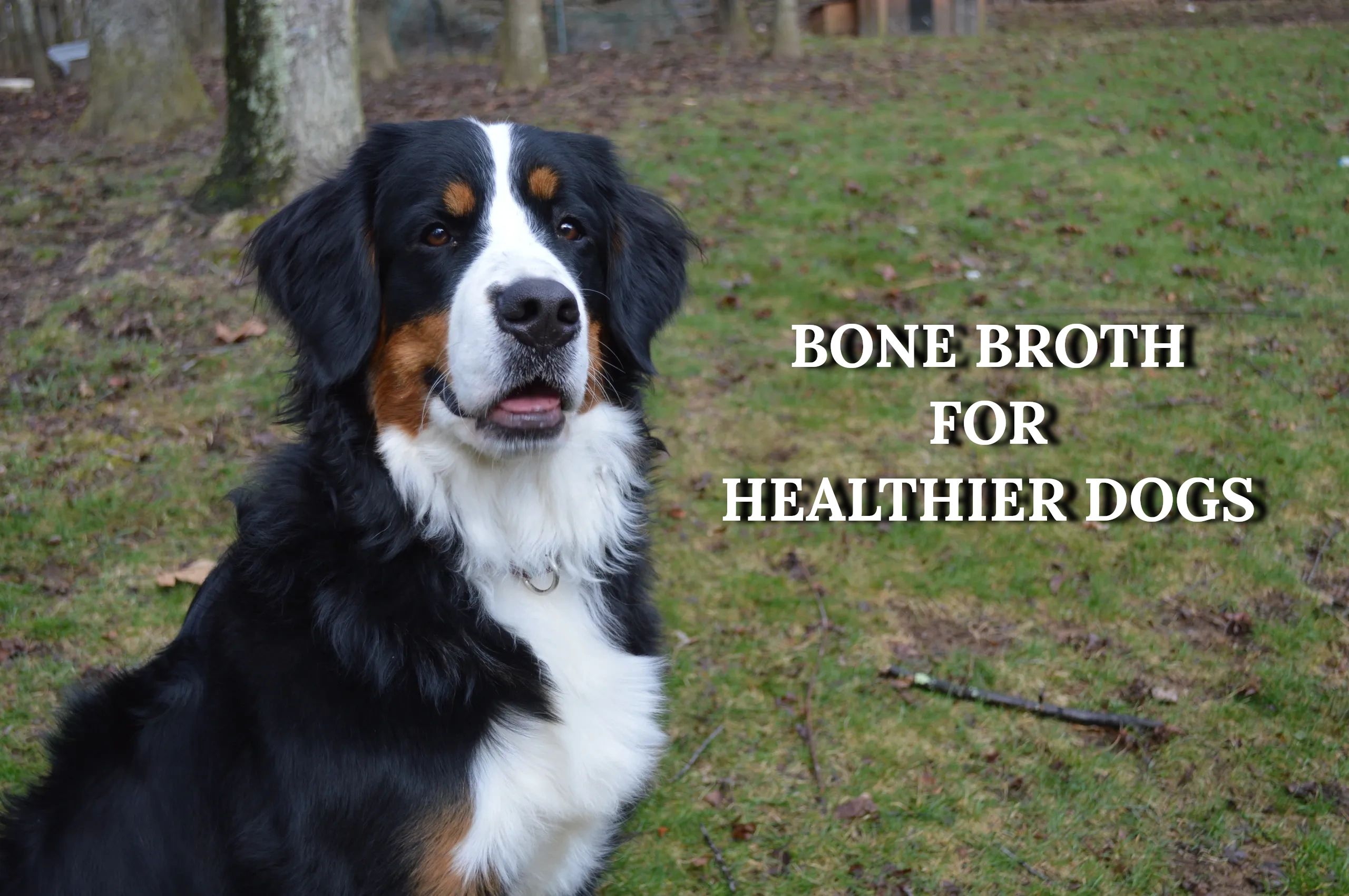 Bone Broth for Healthier Dogs