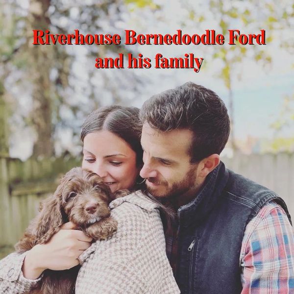 Loving young couple holding a Riverhouse Bernedoodle in their yard