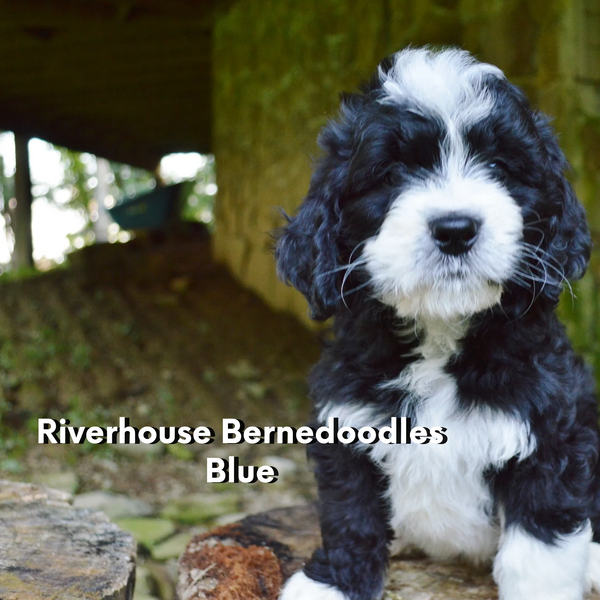 Black and White bi-colored tuxedo Bernedoodle puppy sitting on a log