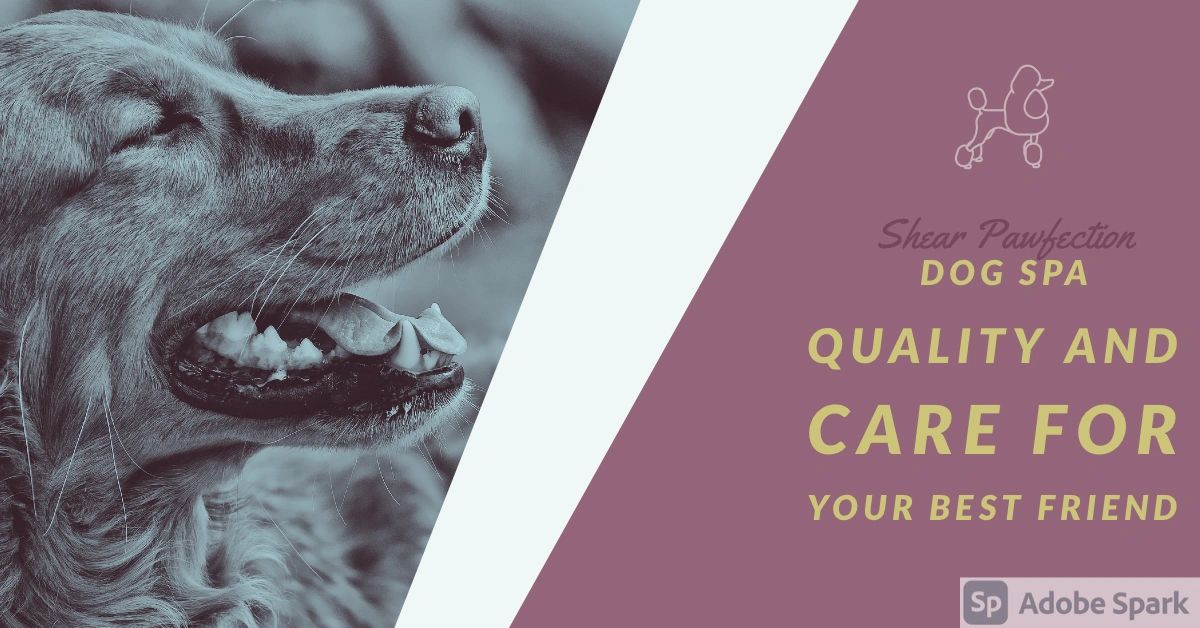 Shear Pawfection Llc