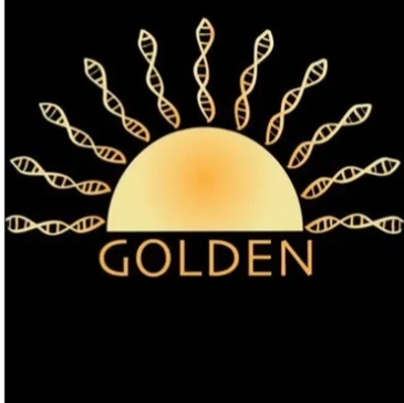 GOLDEN logo: A yellow rising sun on a black background with its rays stylized as DNA strands. 