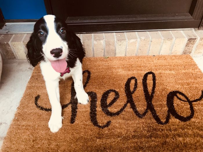 English Springer Spaniel female puppy black and white bench