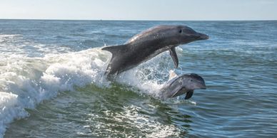 From a sunset cruise to a private excursion, Fort Myers has some of the best cruises around to help 