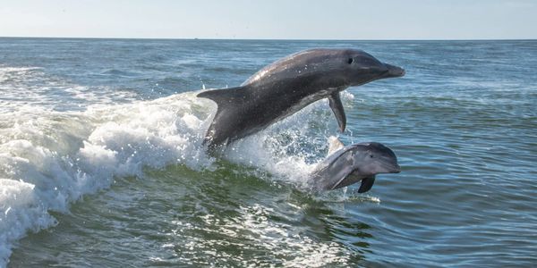 From a sunset cruise to a private excursion, Fort Myers has some of the best cruises around to help 