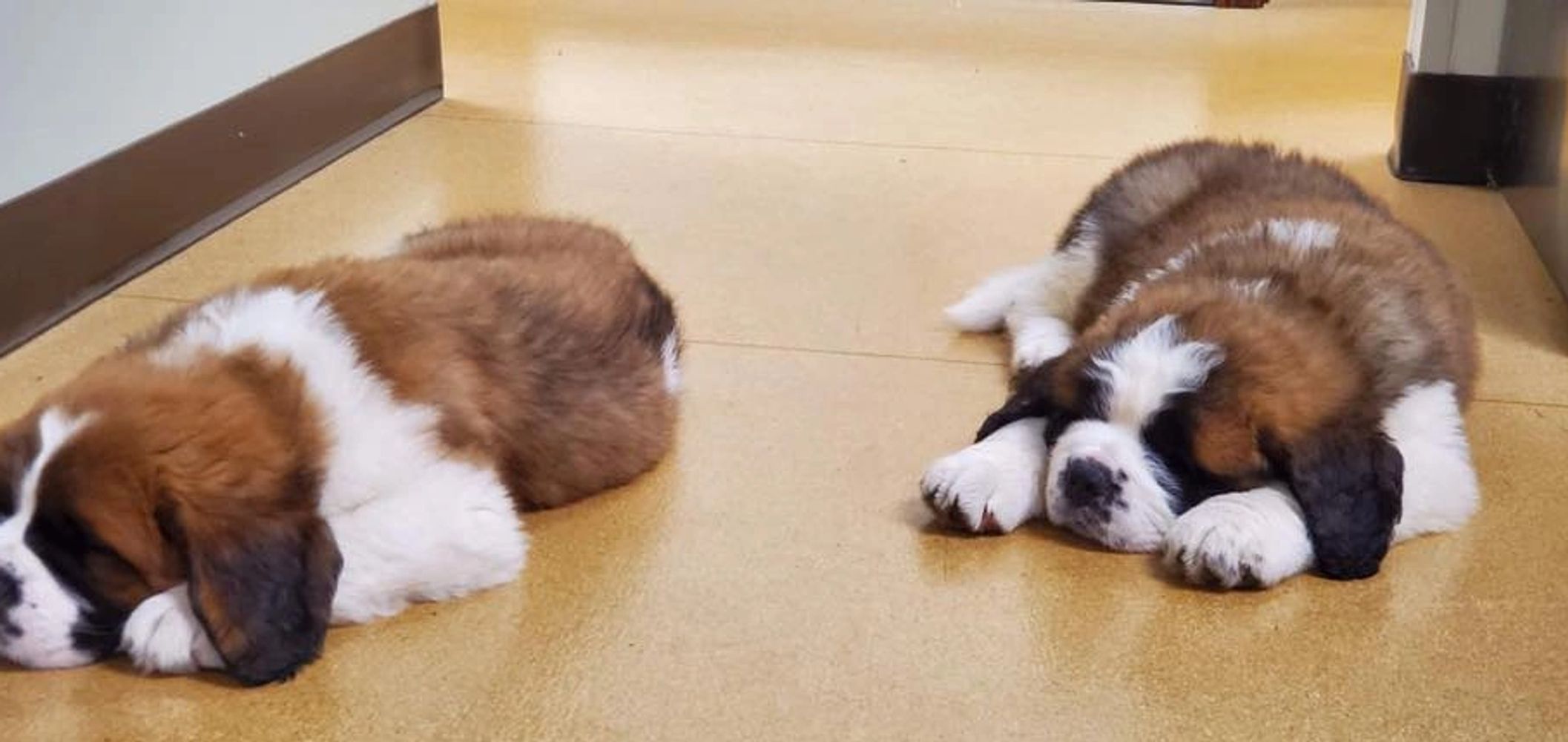 Mechanic Falls Veterinary Hospital Home