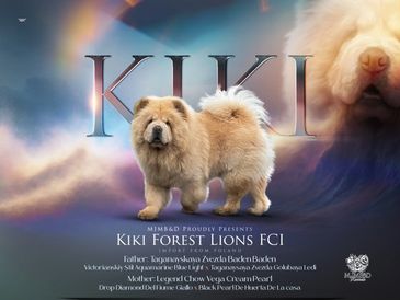 Fluffy Chow Chow dog with KIKI text.