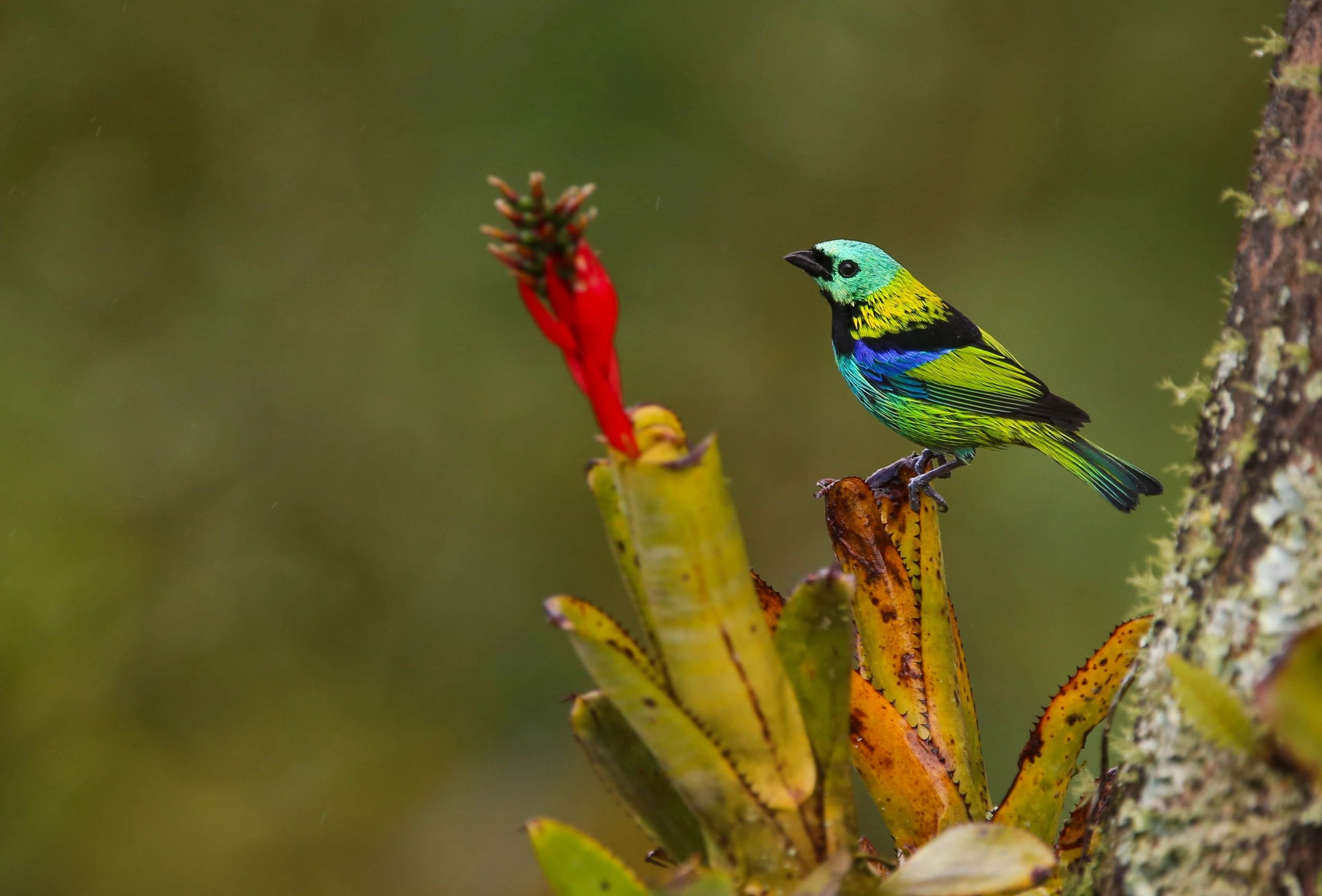 Vibrantly colored bird perched on a plant with a red flower.