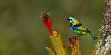 A vibrant green and blue bird perched near a red flower on a branch.