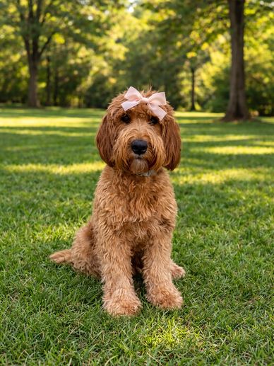 A fluffy brown dog wearing a pink bow sits on grass in a park.
