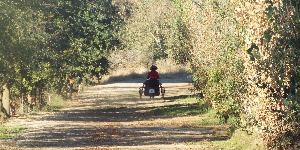 Person riding a horse-drawn carriage down a tree-lined path.