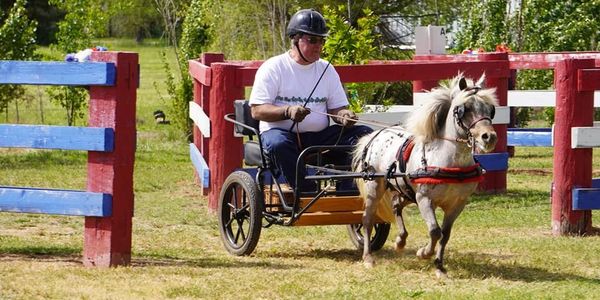Man driving a small horse cart in an outdoor setting.