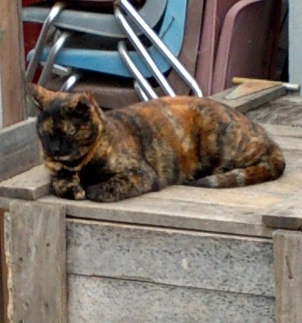 Tortoiseshell cat resting on wooden surface.