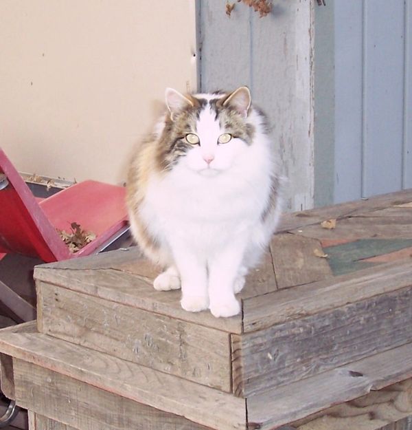 Fluffy cat sitting on wooden steps.