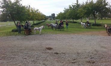Gaggle of Minis waiting to play
