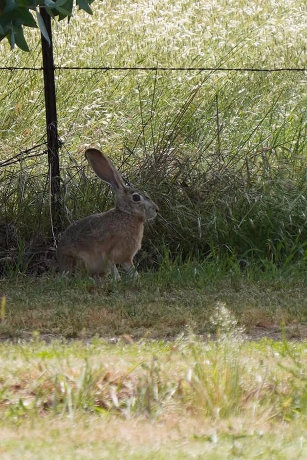 Jack Rabbit