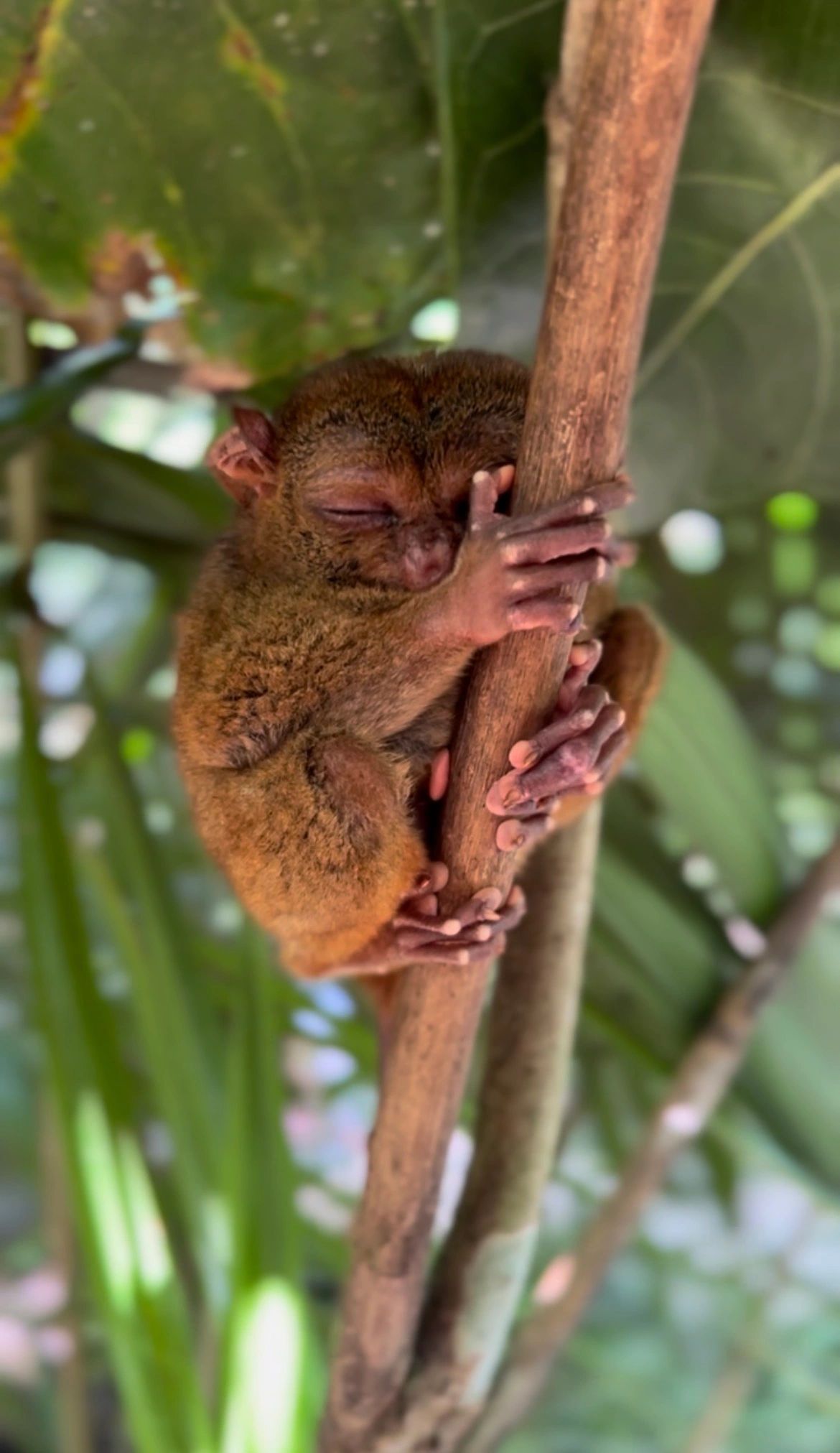 Tarsier 