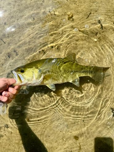 Freshwater fish caught in shallow water.