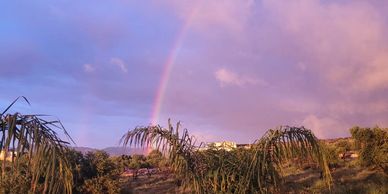 A vibrant rainbow arches over a lush green landscape under a colorful sky.