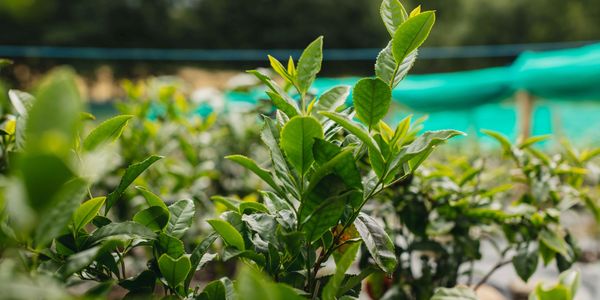 Close up of Camellia Sinensis tea plants growing in Scotland.
